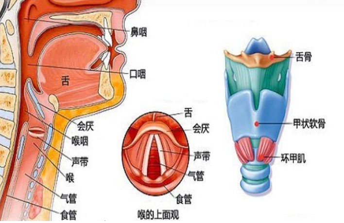 洛陽(yáng)咽炎診所：咽炎的癥狀及分類(lèi)